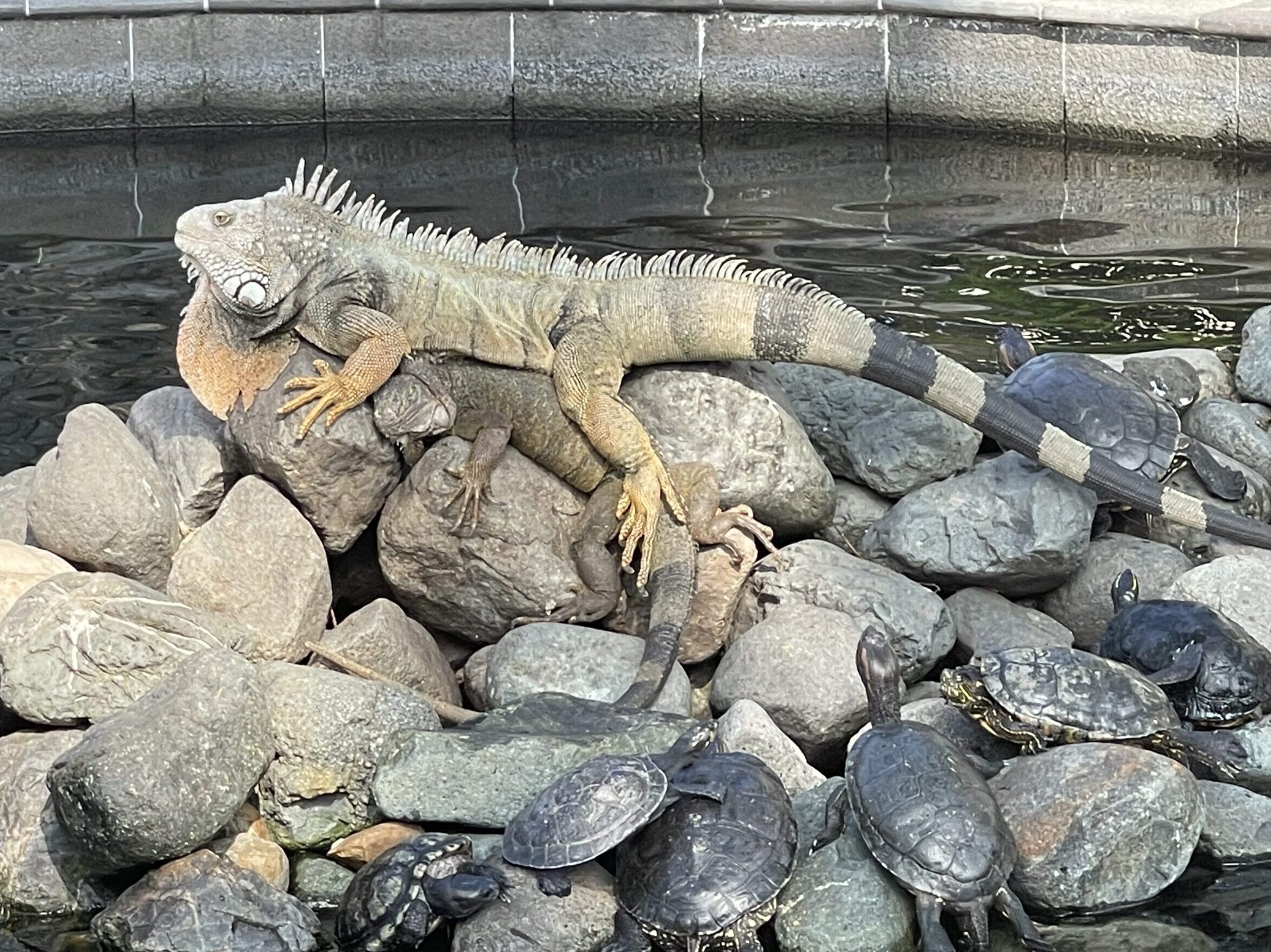 24 IGUANES ET TORTUES