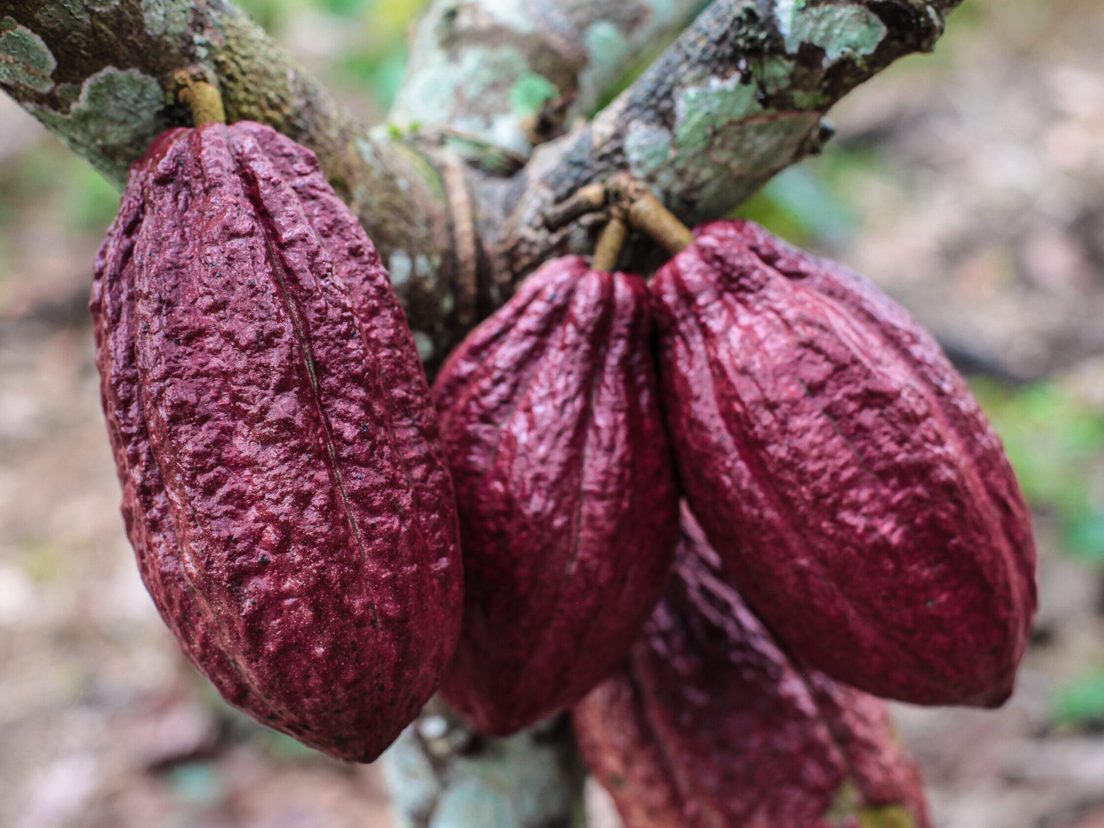 CAMEROUN RESERVE DU DJA