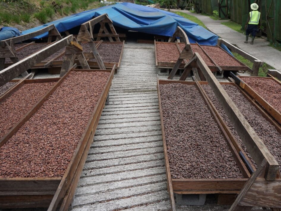 Caraibes séchage ST Lucie copie