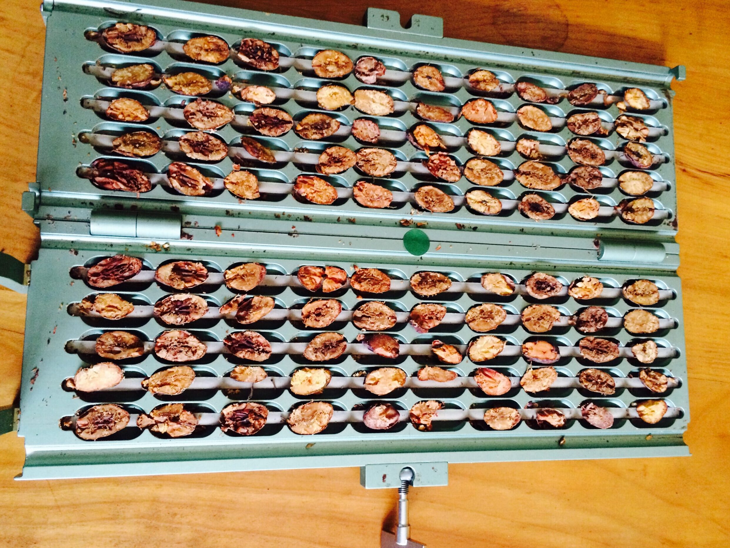 MEXIQUE CRIOLLE CARMELO.