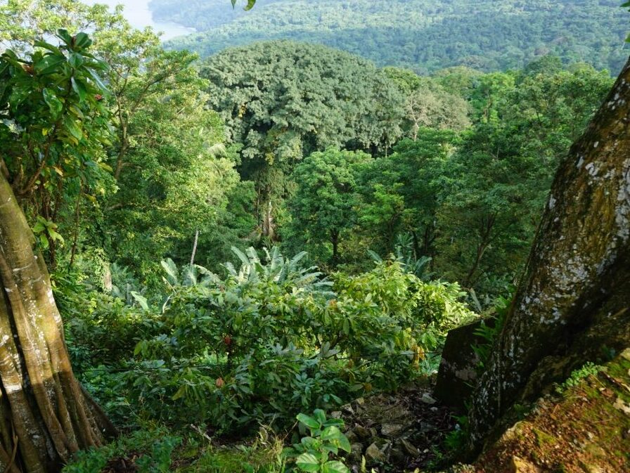 PRINCIPE PLANTATIONS