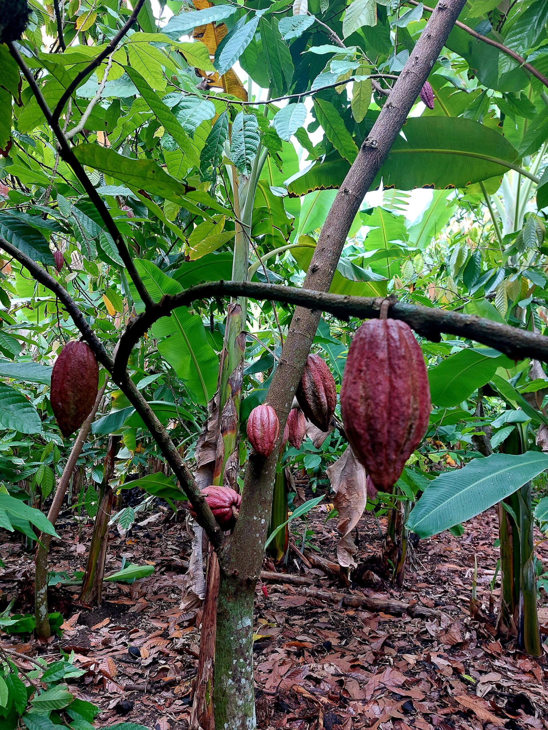 Origines Baracoa plantation 1