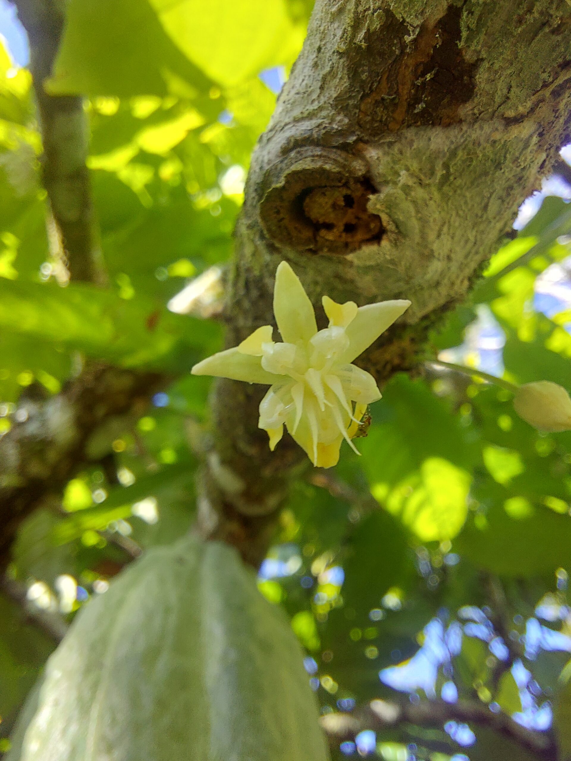Origines Fleurs de cacao Catongo